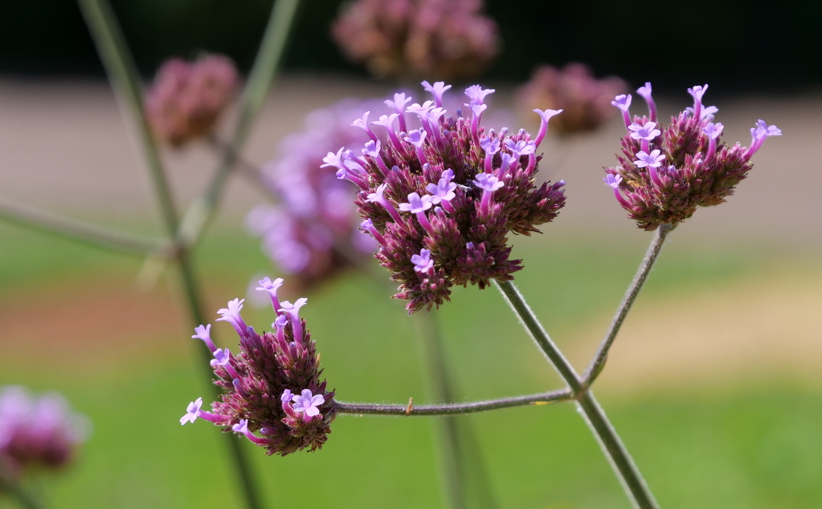 photographe Annecy mariage fleur