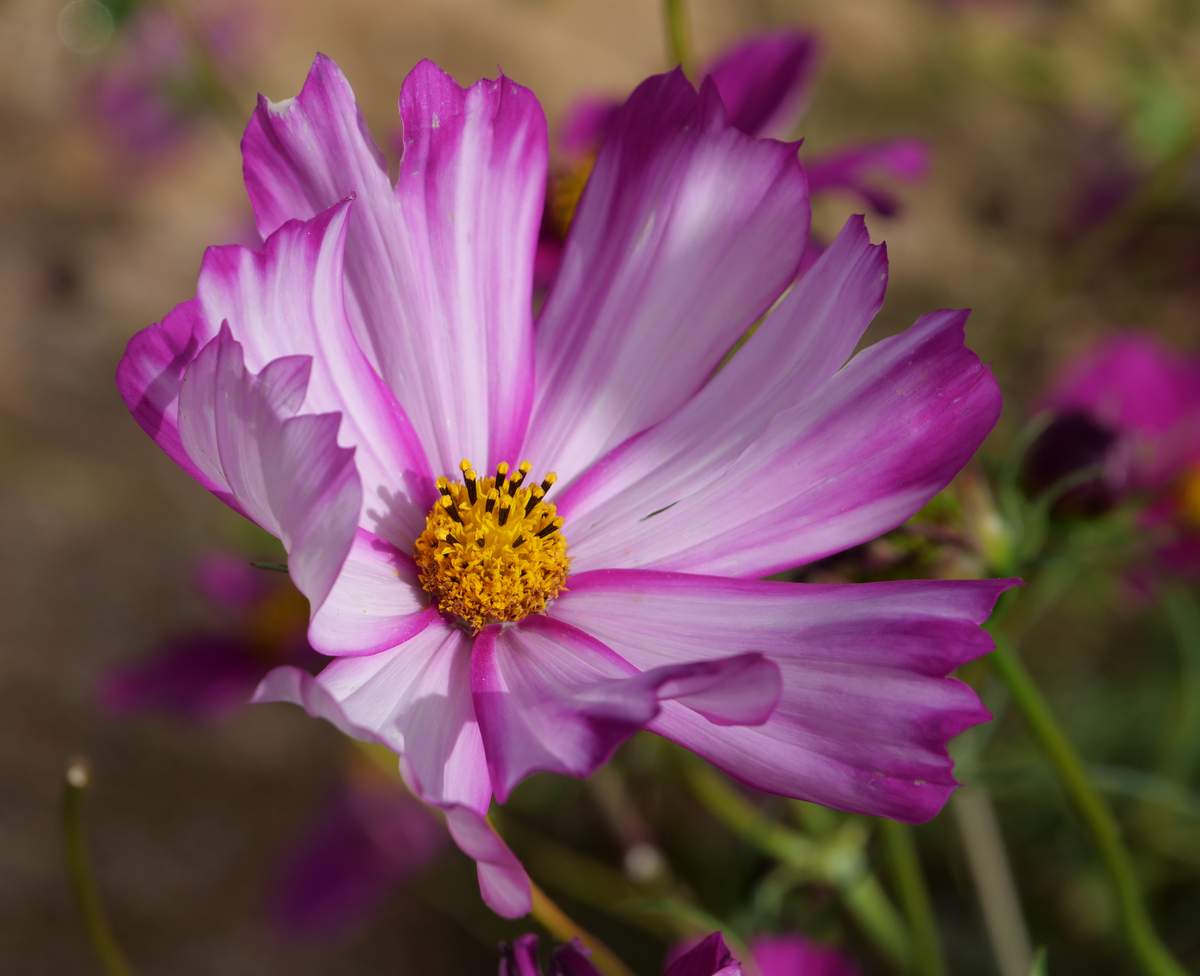 devis gratuit photographe mariage